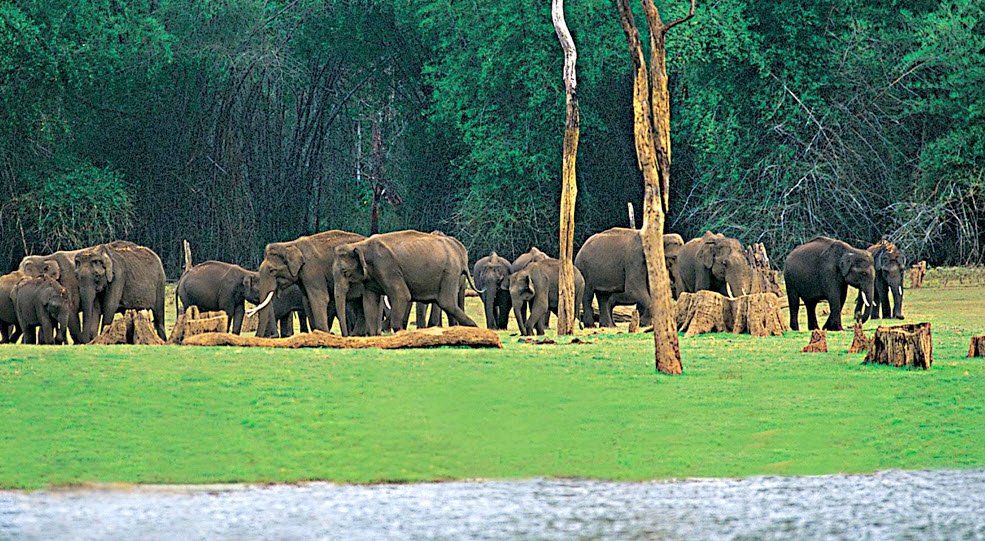 Idukki Wildlife Sanctuary, Idukki, Kerala - Vushii.com Idukki Wildlife Sanctuary, Idukki, Kerala - Vushii.com